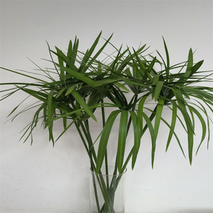 旱伞竹水生植物水棕竹水竹花新鲜室内好养水培鲜切花同城鲜花速递