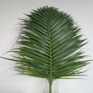 新鲜散尾真叶家用会议室婚礼装饰配叶酒店西餐摆菜盘鲜花同城速递