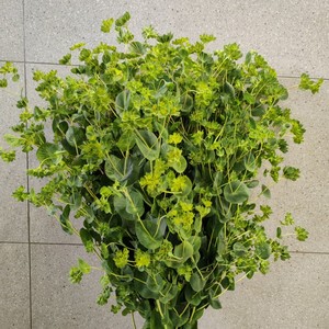 叶上黄金鲜切花水养叶上花家庭办公室摆花瓶高级配花昆明鲜花直发