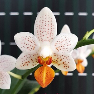 现货——迷你马克蝴蝶兰 phal.mini mark 小巧桌面兰花