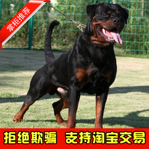 罗威纳幼犬活体纯种赛级德系罗威纳犬防爆护卫犬警犬军犬宠物狗狗