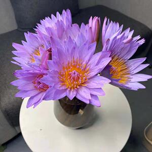 【雅婷的每一天】紫色睡莲 云南昆明斗南鲜花家庭插花ins风包邮