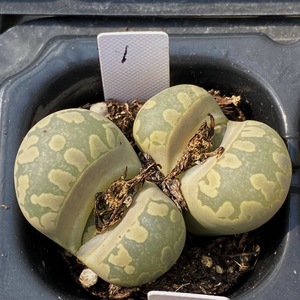 多肉植物番杏科生石花大津绘大牙多头穴盘控养母本开花株一物一拍