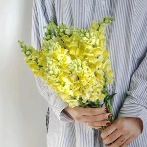 小众黄色金鱼草鲜切花龙头花广州同城速递办公室水养插花装饰包邮