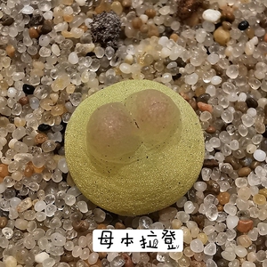 毛汉尼一物一拍