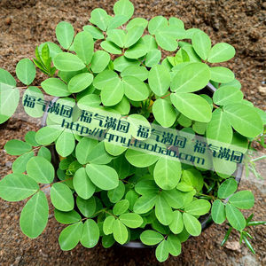 蛇灭门苗 羊角菜野生有机蔬菜野菜阳台盆栽驱蛇植物 满38元包邮