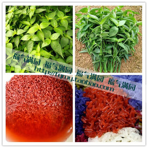 一五色糯米饭紫蓝草红蓝草500g紫色花米饭团植物染料紫米草14人付款