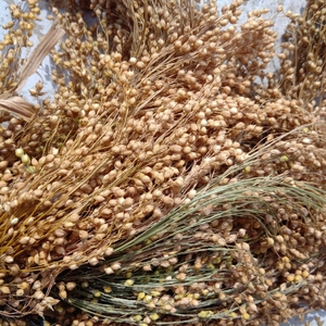 黍子穗 一斤包邮 带客带穗带皮 营养高 仓鼠鹦鹉粮食