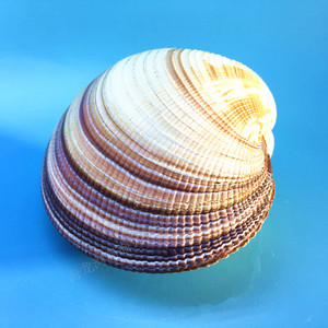 巨鸟尾蛤超大天然海螺贝壳造景收藏标本家居装饰摆设橱窗居家礼品