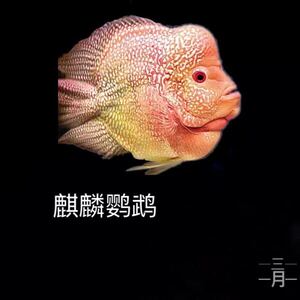 麒麟罗汉鹦鹉十八罗汉热带观赏鱼龙鱼混养鱼慈鲷