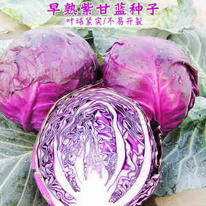 901人付款淘宝紫罗兰生菜