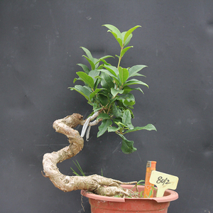 桂花 造型桂花 桂花盆景丹桂 金桂 沉香桂 四季桂 树桩桂花盆景
