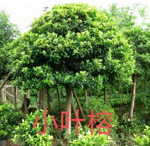 正宗小叶榕苗 细叶榕苗 小叶榕树 绿化树苗 四季可种 生命力强