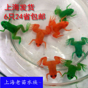 【金蟾活】金蟾活品牌,价格 - 阿里巴巴