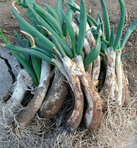 东北羊角葱农家自种现拔现发发芽葱蘸酱菜可栽可食用1斤5斤