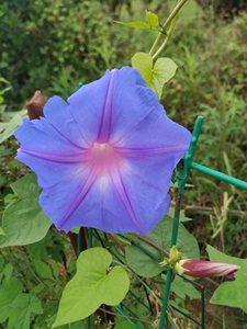 【归园园艺】美国宿根牵牛花刚发新芽