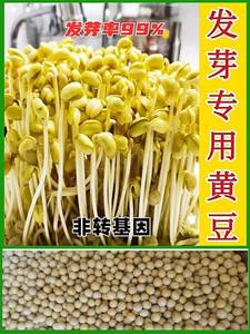 发豆芽黄豆生黄豆芽豆专用黄豆种子小金黄非转基因黑豆芽苗菜种籽