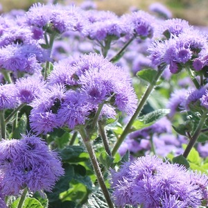 满18元藿香蓟花苗庭院植物阳台花卉多年生耐热四季开花盆栽花苗