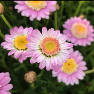 3份 玛格丽特花苗72穴 茼蒿菊木春菊 庭院阳台草本 巧云花园