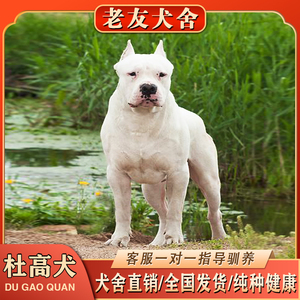 杜高犬幼犬活体纯种大型狩猎犬阿根廷巨型护卫杜高犬幼崽养殖技术