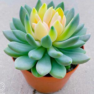 多肉植物胖美人