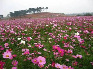 波斯菊格桑花混色野花组合百日草花种子四季播种易活花草包发芽