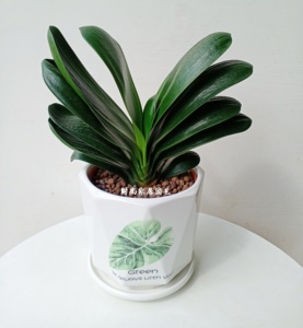 君子兰花卉盆栽 室内高档精品观赏花卉 兰花苗国兰 净化空气植物