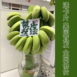 【禁止蕉绿】整串带杆芭蕉花办公室水培小米香蕉连果情绪稳定花盆