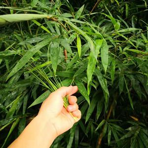 现采野生竹叶芯天然竹心嫩芽竹芯竹卷心新鲜中药材嫩竹心凉茶100g