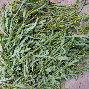 苦味叶下珠-淘宝拼多多热销苦味叶下珠货源拿货 - 阿里巴巴货源