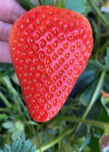 尚美草莓苗红草莓妙香七号水果苗阳台盆栽草莓苗