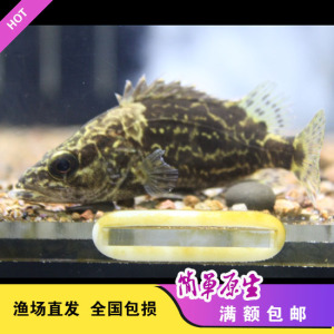原生鱼 冷水鱼 鱖鱼 波纹鱖 桂鱼 观赏鱼 凶猛鱼 波纹鳜鱼 现货