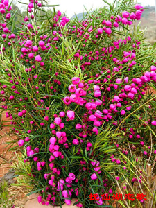 波罗尼盆栽boronia波罗尼亚花芸香科精油植物香波龙澳大利亚口红