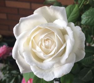 沾沐新品欧月天鹅古董月季切花灌木白色大花浓香庭院阳台盆栽花卉