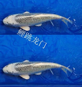银松叶锦鲤