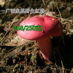 广西藤县农家野生正宗红菇孕妇月子红蘑菇红椎菌新干货250克包邮