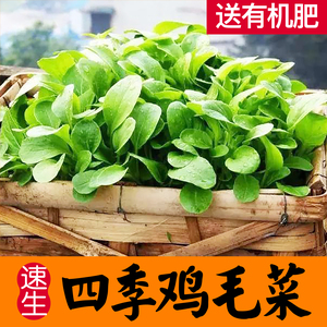 四季鸡毛菜种籽小白菜种子油菜苏州青奶油快菜菘菜阳台盆栽蔬菜