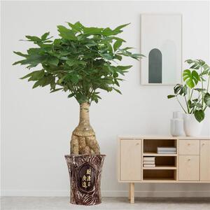 提根发财树怪头发财树盆栽开业乔迁招财旺宅送礼室内大型绿植盆景