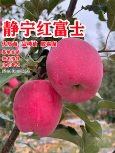 甘肃静宁红富士苹果树苗嫁接抗寒脆甜苹果苗南北方庭院种当年结果