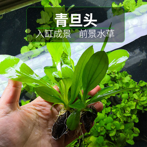 鱼缸无土水草皇冠类不用泥的水草青旦头蛋头四季水下阴性淡水植物