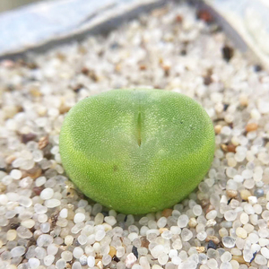 水晶鞋sh1212母本三年番杏肉锥多肉植物肉出没园艺