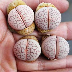 00tb1542487淘宝绫耀玉 大白生石花 一物一拍 网纹 灵耀玉 2年 点纹