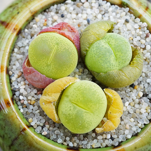 翠光玉紫花绒面conophytum subfenestratum肉锥番杏科多肉植物