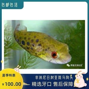 绿森林狗头河豚潜水艇除螺8-10厘米淡水活体凶猛热带观赏鱼宠物鱼