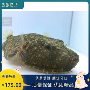 毛毛狗头斑马狗头河豚潜水艇6-7公分精品淡水活体凶猛热带观赏鱼