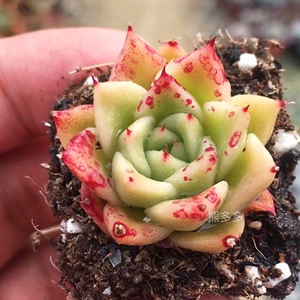 20年新收 乌木杂沙罗姬牡丹 万圣夜种子景天科阳台