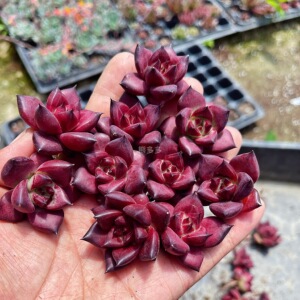 2021年自收多肉种子 罗卡种子 主图为罗卡优选 需要优选