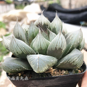 大型魔王玉露十二卷属进口高端精品多肉植物满28元包邮新手植物