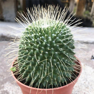 仙人球仙人掌 白珠 多肉植物 办公室 防辐射 绿植小盆栽 满28包邮