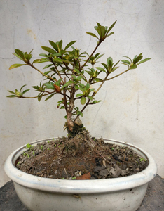 国旗红映山红小老桩盆景熟桩小干枝盆栽树桩碳化提根地栽杜鹃花4